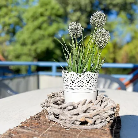 Papillon 02-8 * Boltenhagen (Ostseebad)